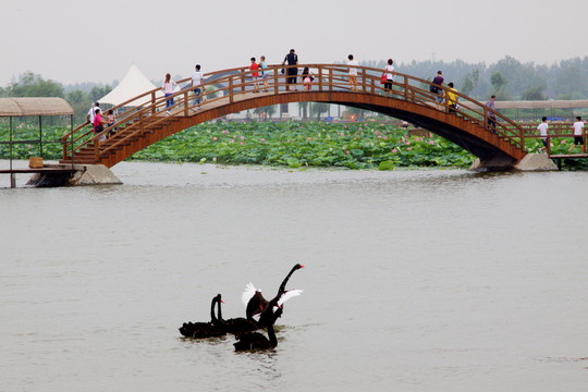 黑天鵝
