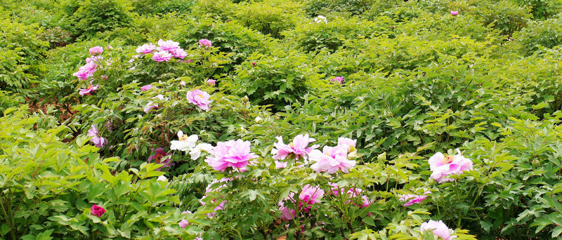 洛陽國家牡丹園 觀賞園