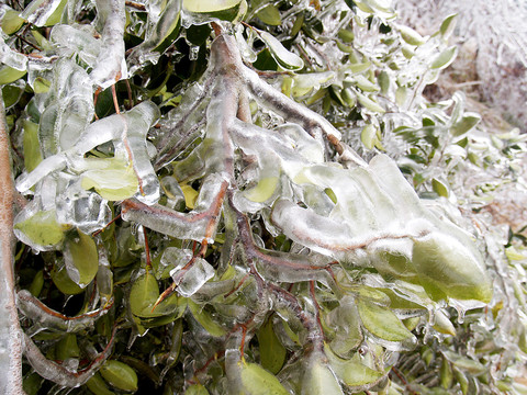 雪花 冰凍