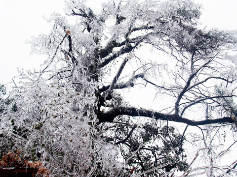 雪霜
