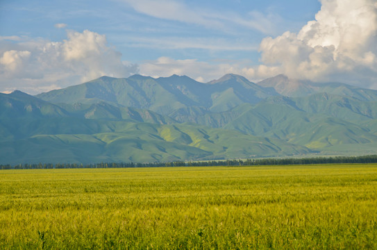 小麥田