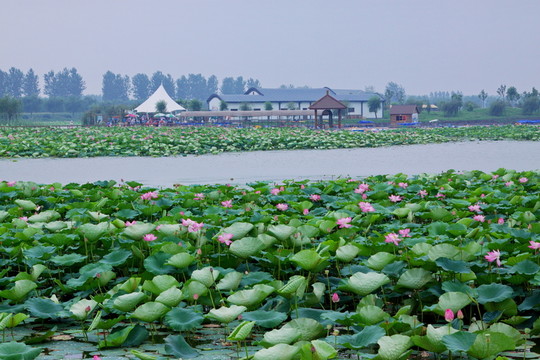 荷花大觀園