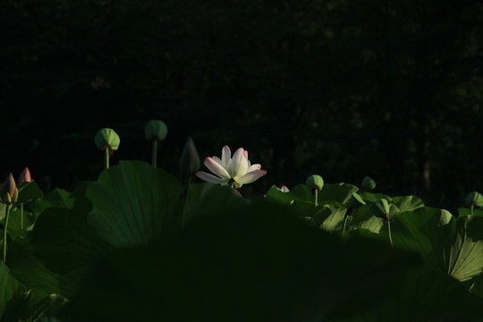 月光下的荷花