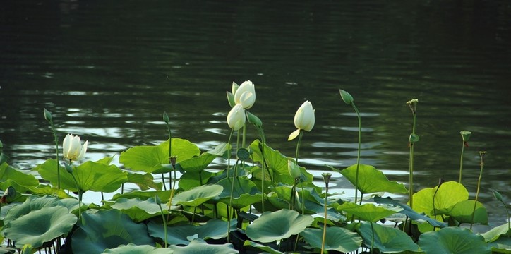 荷花