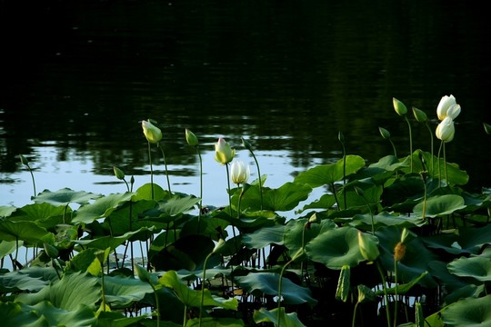 荷花