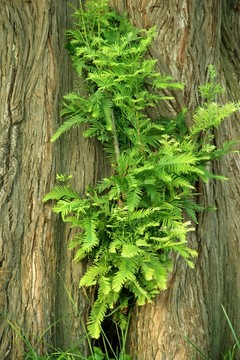 樹(shù)  發(fā)芽