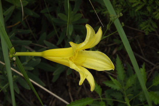 黃花菜  忘憂草