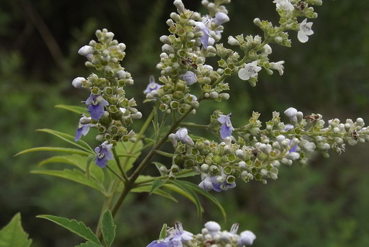 荊花