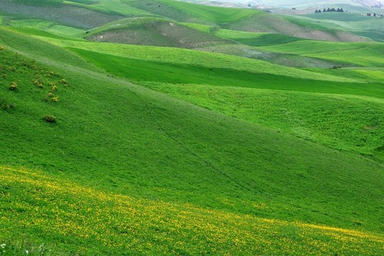 麥田風(fēng)光