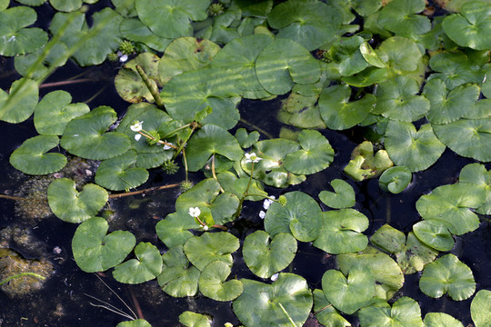 白花驢蹄菜