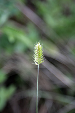 呼倫貝爾野生植物 冰草