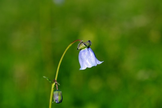 草原上的野花