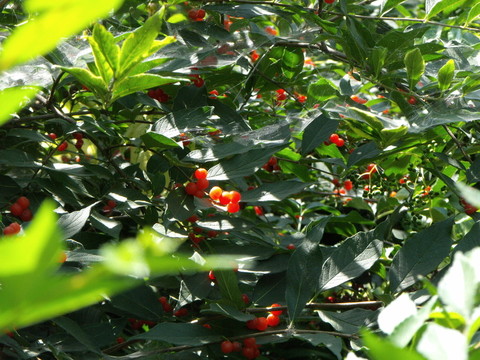 黑龍江特產(chǎn) 山丁子