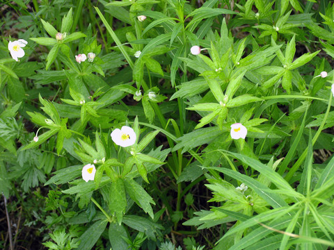 呼倫貝爾野生植物 土黃芩