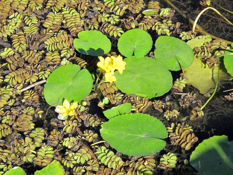 萍蓬草