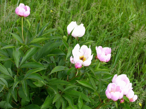 芍藥花