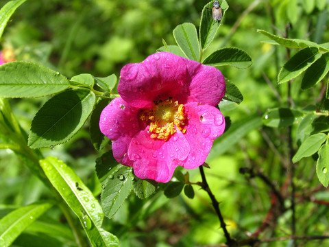 野薔薇