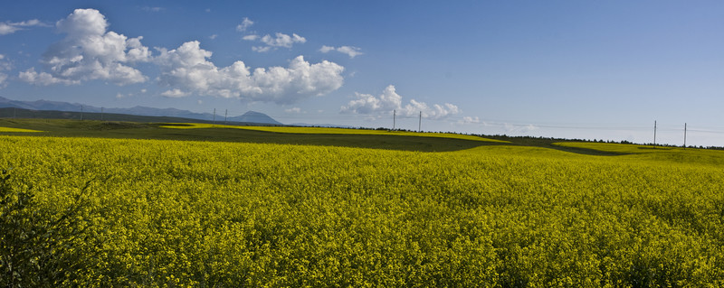 油菜花