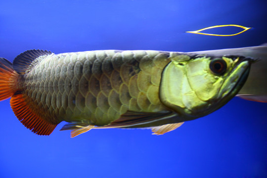 金龍魚