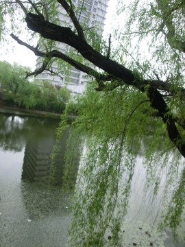 江蘇師大校園玉泉河