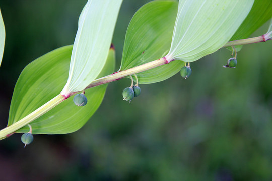 野生植物 玉竹