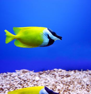 炫麗的熱帶魚