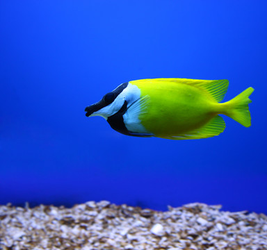 海底熱帶魚(yú)
