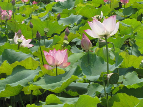 荷花