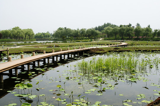 江蘇泰州天德湖公園荷塘