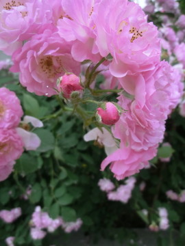 薔薇花