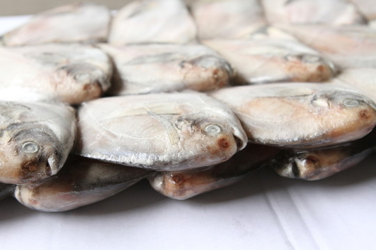 冷凍鯧魚
