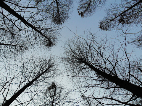 樹(shù)的天空