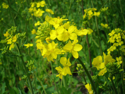 油菜花開