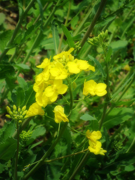 油菜花開