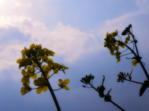 油菜花開