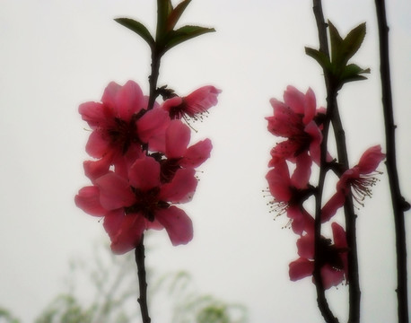 桃花燦爛