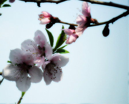 桃花燦爛