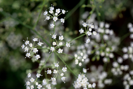 野生植物 東北羊角芹