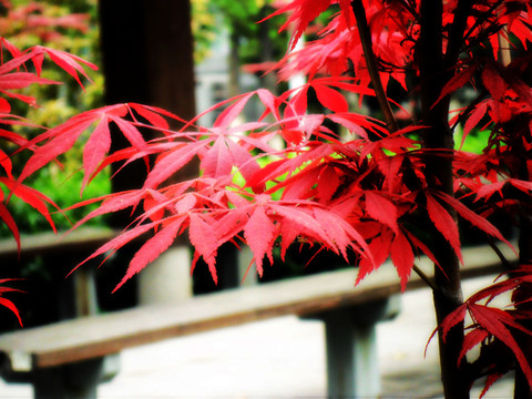 紅楓