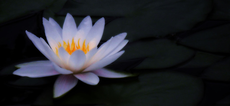 蓮花