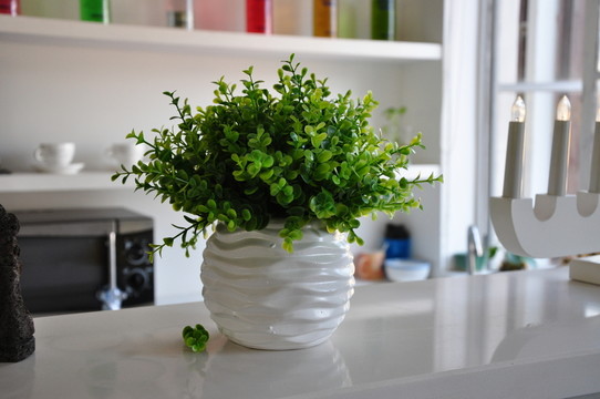 室內(nèi)綠色植物