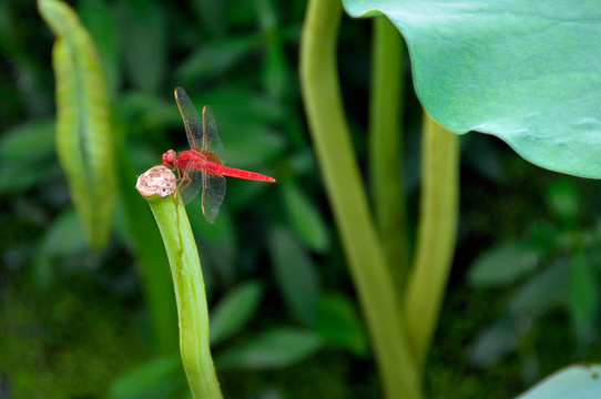 蜻蜓