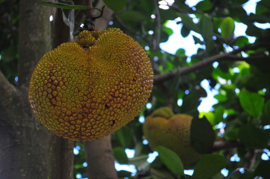 廣東水果 菠蘿蜜