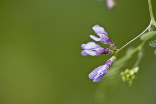 紫花