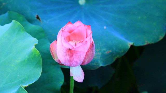 荷花