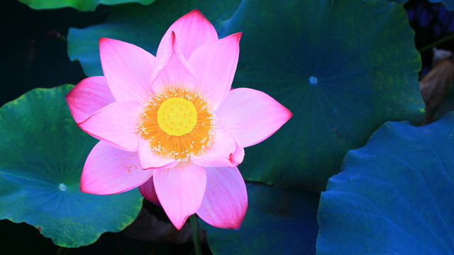 荷花