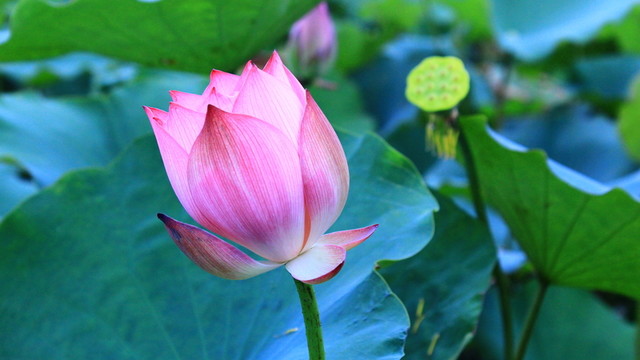 荷花
