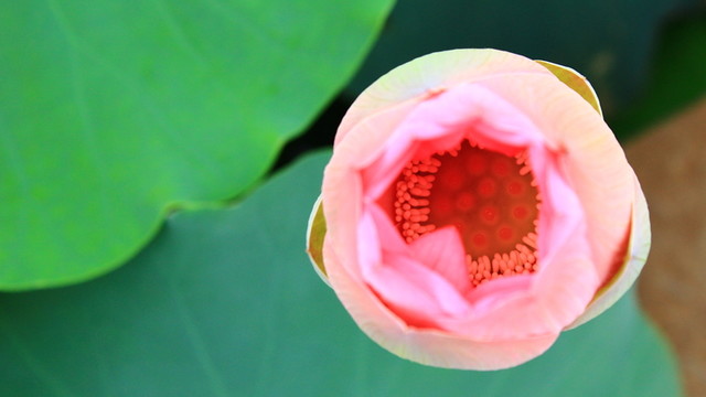 荷花