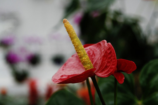 紅掌