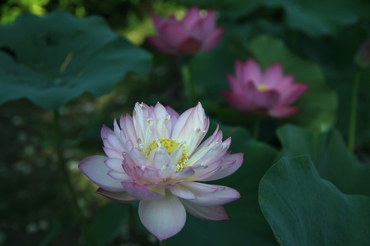 荷花